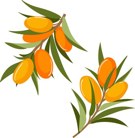 Branch Of Sea Buckthorn Or Hippophae Vector Art At Vecteezy