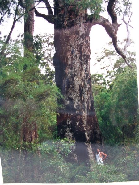 Australias Largest Trees Big Tree Giant Trees Australias Biggest