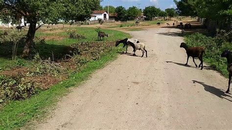 Assentamento e Povoado Xavier Crateús CE 18 12 2018 Dois lugares