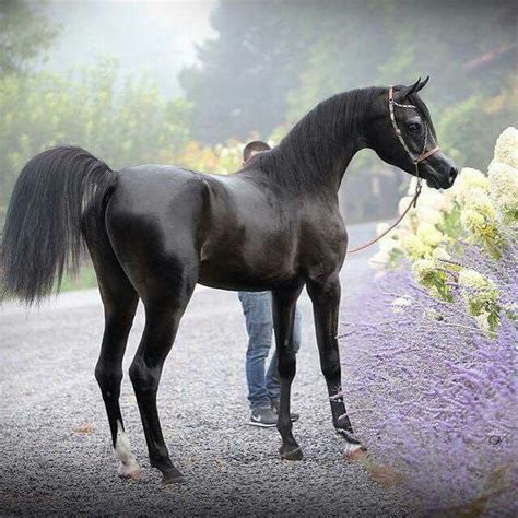 Pin by أحمد حسان on Arabian Horses خيول عربية | Horses, Beautiful arabian horses, Beautiful horses