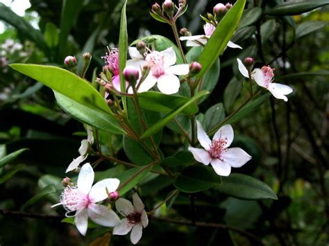 Decaspermum Blancoi Myrtaceae Image At Phytoimages Siu Edu