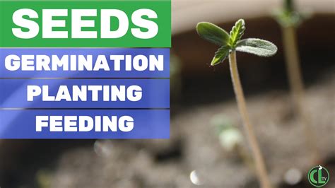 How to Grow Cannabis Seeds (Germination, Planting, + Feeding) - 420 ...