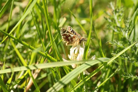 Red Underwing Skipper From Mrzli Vrh Slowenien On August 21 2023 At