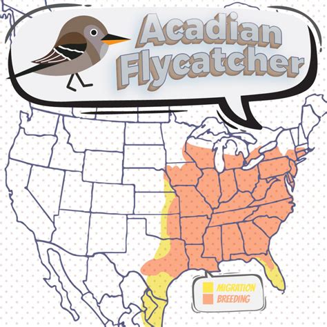 Acadian Flycatcher - Bird Watching Academy