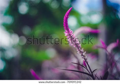 Purple Grass Background Wallpaper Bokeh Stock Photo 709091242 | Shutterstock