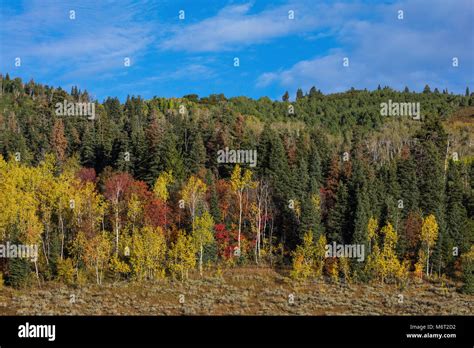 Fall colors, Alpine Loop, Wasatch Mountains, Utah Stock Photo - Alamy