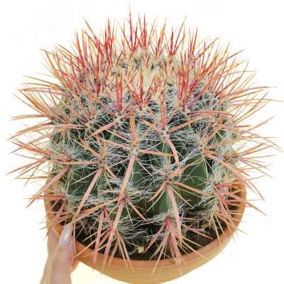 Ferocactus Stainesii Var Pilosus 23 Cm Cactaceae Giromagi Vendita