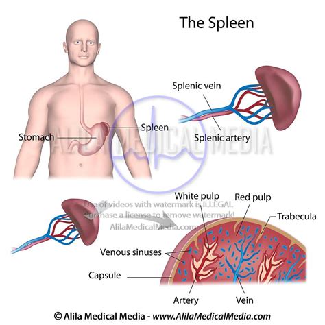 Alila Medical Media | The spleen anatomy labeled diagram. | Medical illustration