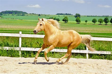 Inquiring Minds: Is a Quarter Horse a Warmblood? - Horse Rookie