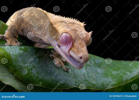 Crested Gecko stock image. Image of lizards, caledonian - 18195673