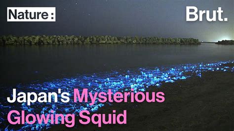 Japan S Mysterious Glowing Squid YouTube