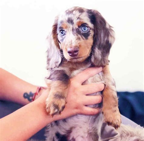 Miniature Dapple Dachshund breeders | All Dachshund