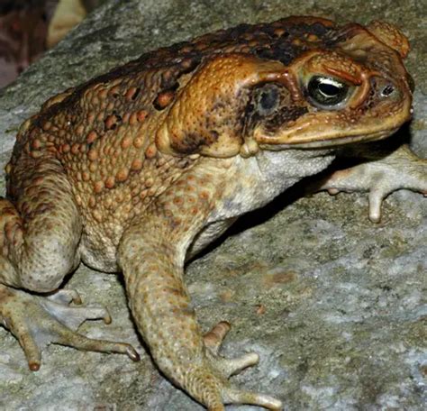 Australian Cane Toad - Amphibians