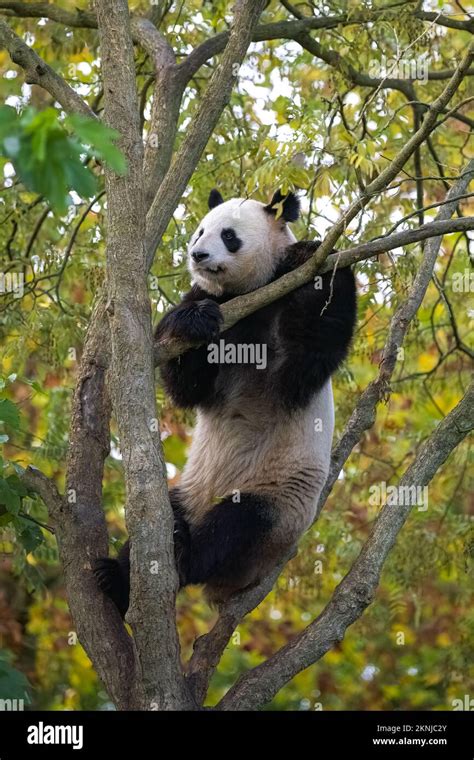 A giant panda climbing in a tree, eating leaves in autumn Stock Photo ...