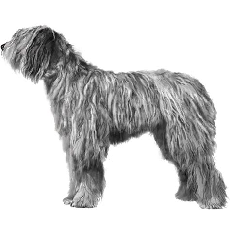 Bergamasco Sheepdogs Dog Breed Info Photos Common Names And More