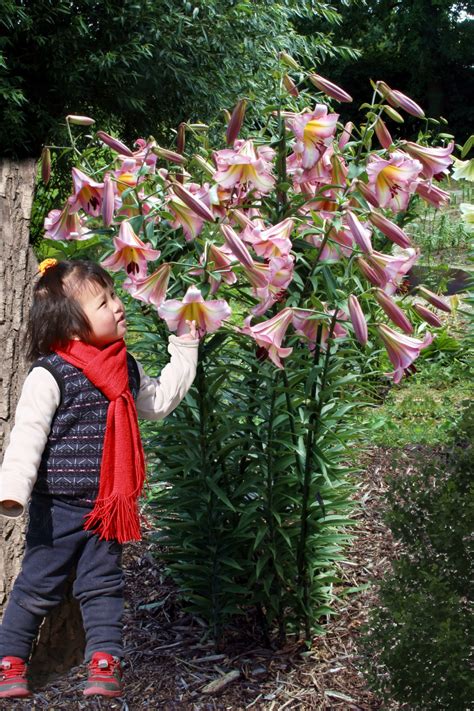 Beijing Moon - lily bulb