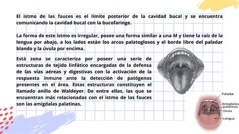 Istmo De Las Fauces Y Paladar Blando Pdf