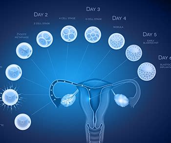 Best Blastocyst Culture and Transfer Procedure Centre in noida 