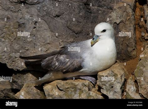 Fulmaris glacialis fulmar nesting on cliff ledge Stock Photo - Alamy