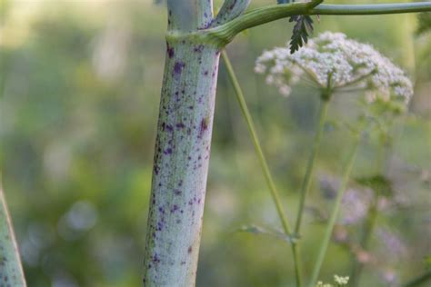 How To Identify And Remove Poison Hemlock