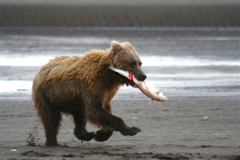 Coastal Brown Bear Free Stock Photo - Public Domain Pictures