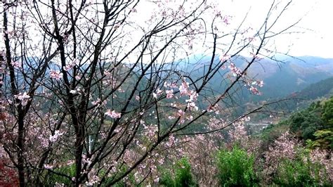 城峯公園の冬桜と紅葉 埼玉県児玉郡神川町 2018 11 13 Youtube