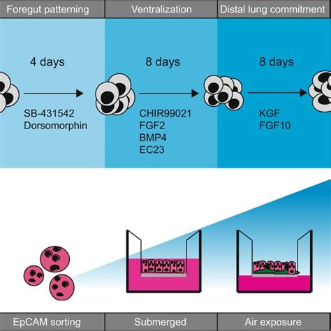 Overview Of Human Induced Pluripotent Stem Cell Hipsc Differentiation