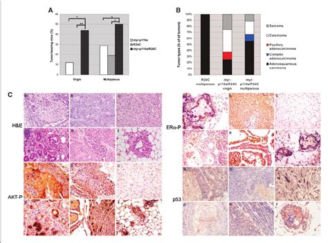 Photomicrographs Of Typical Mammary Gland Tumors Detected In The