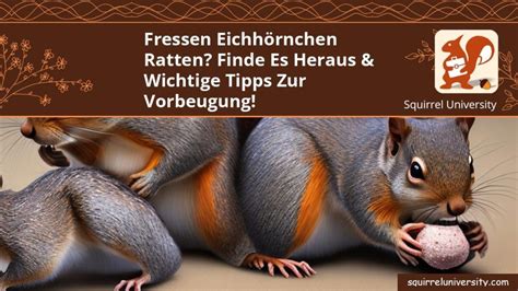 Fressen Eichhörnchen Ratten Finde es heraus Wichtige Tipps zur