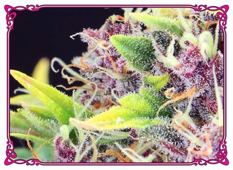 Purple Diesel strain for Pain relief & Stress from Hippie Chicks