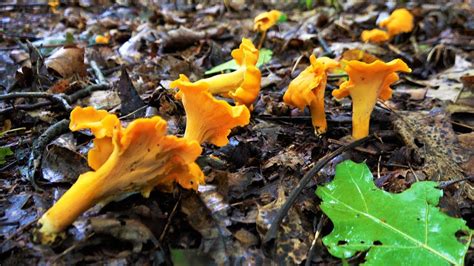 Wild Chanterelle Mushrooms