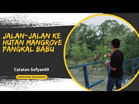 Hutan Mangrove Pangkal Babu Kabupaten Tanjung Jabung Barat Provinsi