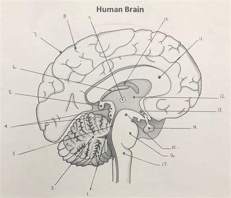 Human Brain Diagram Quizlet