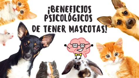 Beneficios De Tener Mascota Salud Mental Youtube