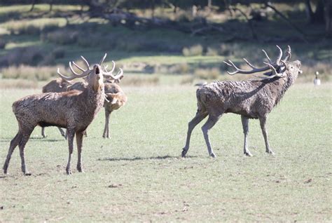 Nature Au Parc De Sainte Croix Nature Rhodes Le Brame Du Cerf Fait