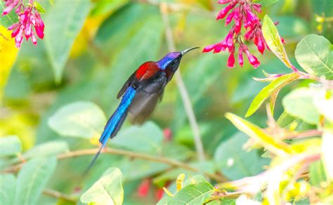 bird feeding on nectar - PixaHive