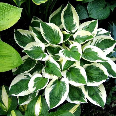 Hosta 'Patriot' - Vitro Westland