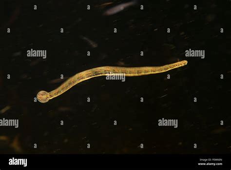 Freshwater Leech Hi Res Stock Photography And Images Alamy