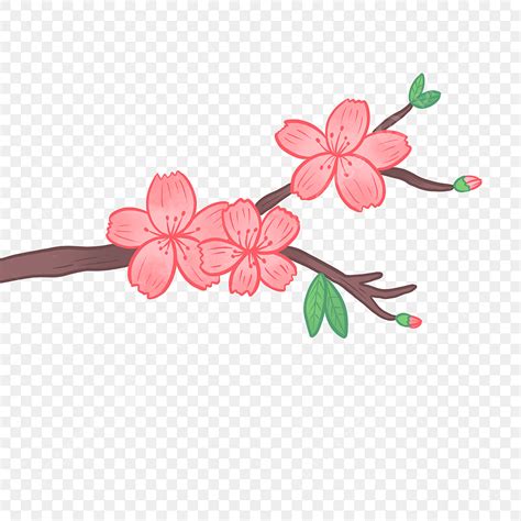 Cherry Blossoms White Transparent, Hand Drawn Cute Cherry Blossom ...