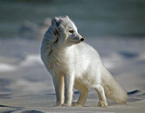 10 Fun Facts About The Arctic Fox | Arctic Kingdom