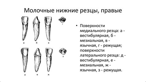 Молочные зубы. Зубочелюстная система в целом. Прикусы. Аномалии ...