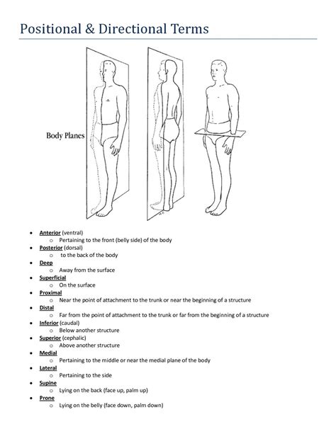 Human Body Planes Diagram