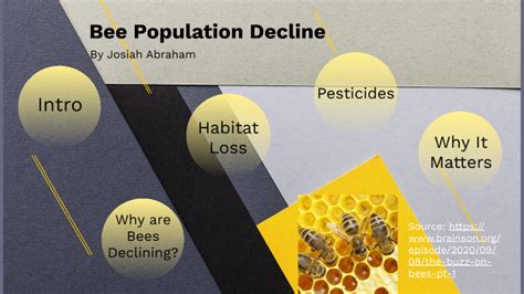 Bee Population Decline By Josiah Abraham On Prezi