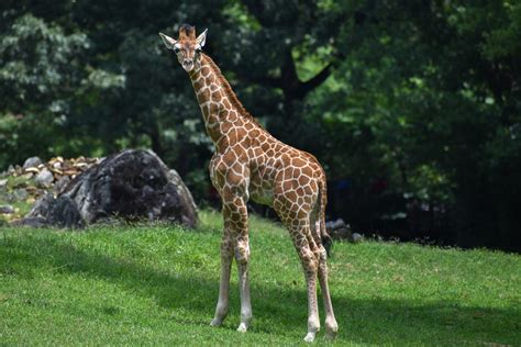 North Carolina Zoo Mourns Tragic Loss of Giraffe Calf | NC DNCR