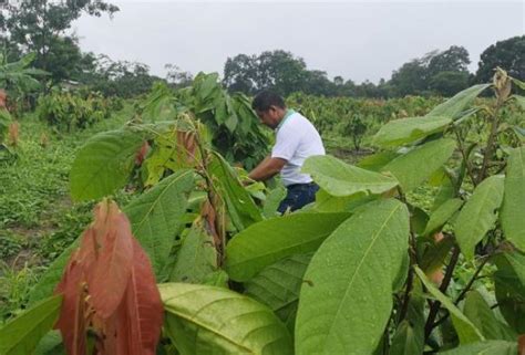 Productores De Cacao Reivindican Pagos Justos Ante Precio Máximo Internacional