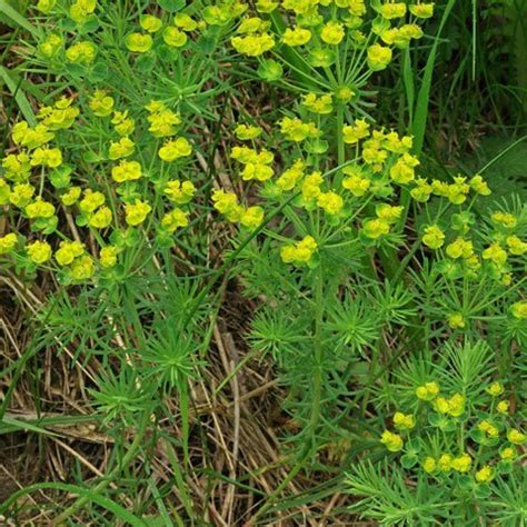 Wiesenblumen Bestimmen