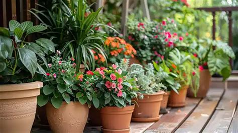 Low-Maintenance Outdoor Potted Plants - Pots Planters & More