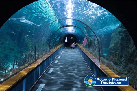 El Acuario Nacional Un Santuario Hermoso Visita Dominicana