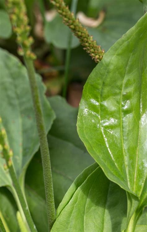 La Sorprendente Planta Que Se Oculta En La Maleza Es Un Salvavidas