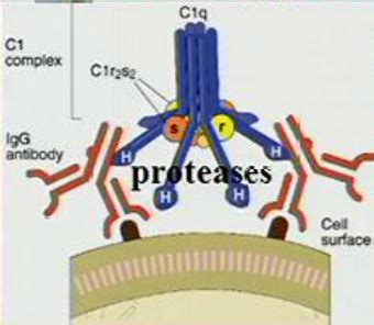 Complement System Flashcards Quizlet